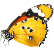https://animal-city.nl/wp-content/uploads/2019/08/butterfly.png