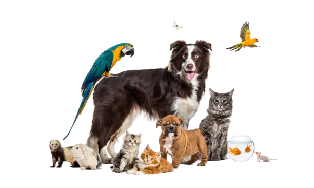 https://animal-city.nl/wp-content/uploads/2024/05/different-pets-animalcity-renesse.png